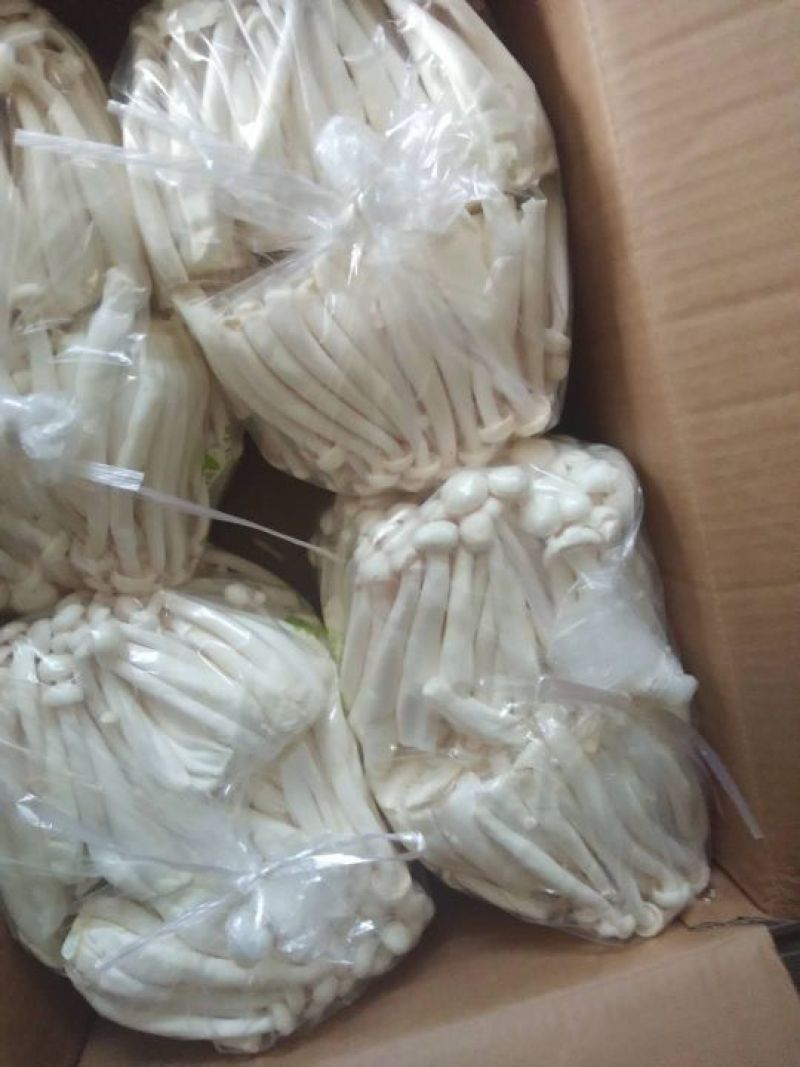 万辰白玉菇，新货上市，价格超低