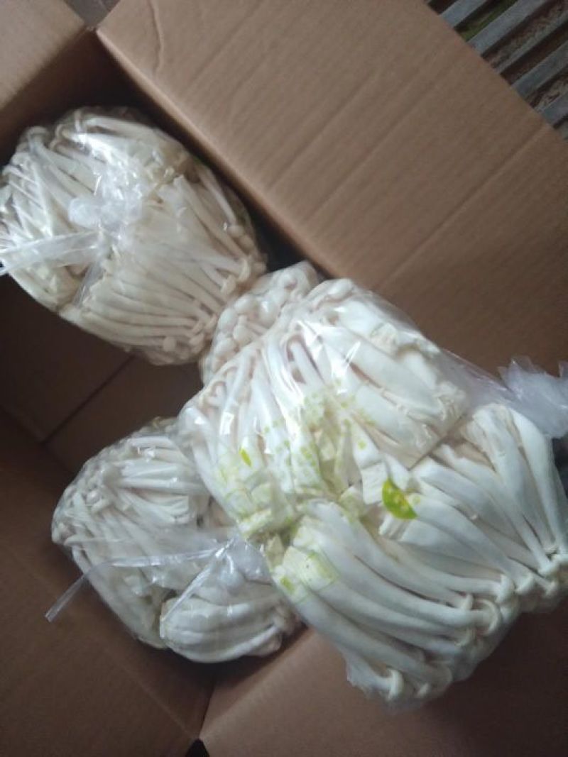 万辰白玉菇，新货上市，价格超低