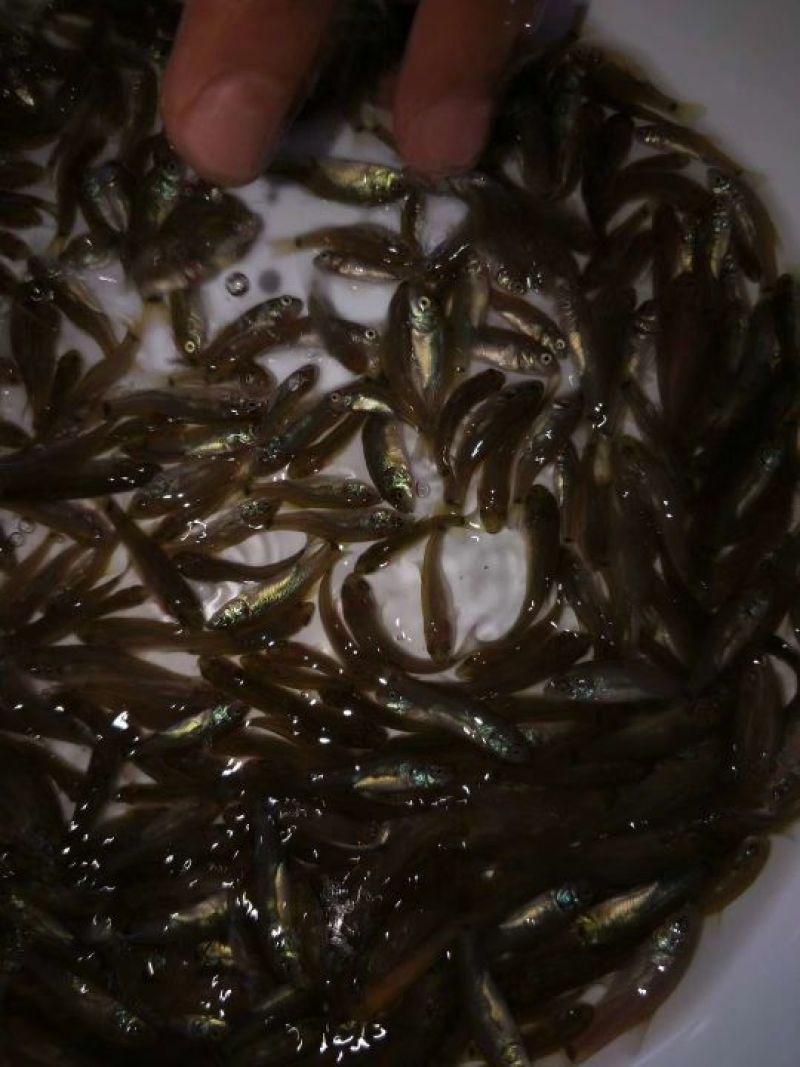 丁桂鱼苗别地方叫丁岁鱼，规格寸苗。