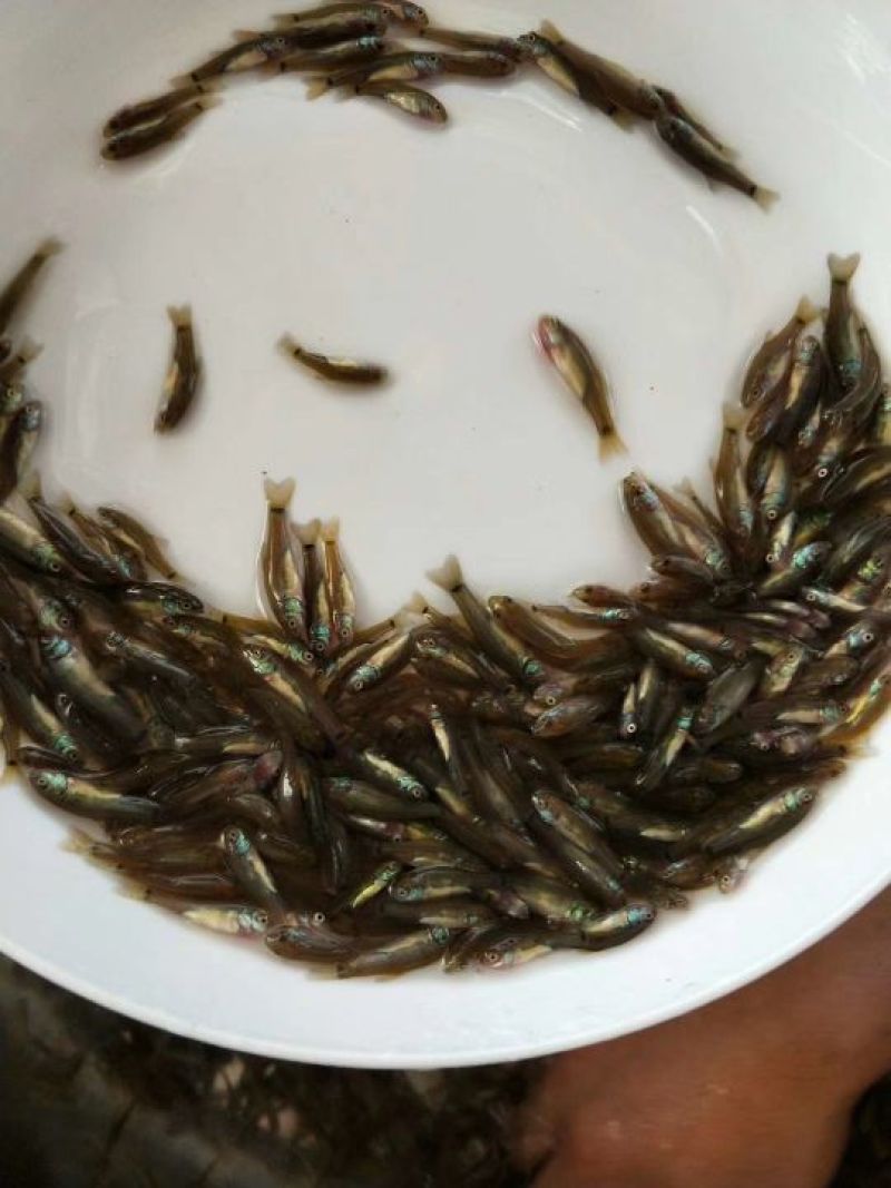 丁桂鱼苗别地方叫丁岁鱼，规格寸苗。