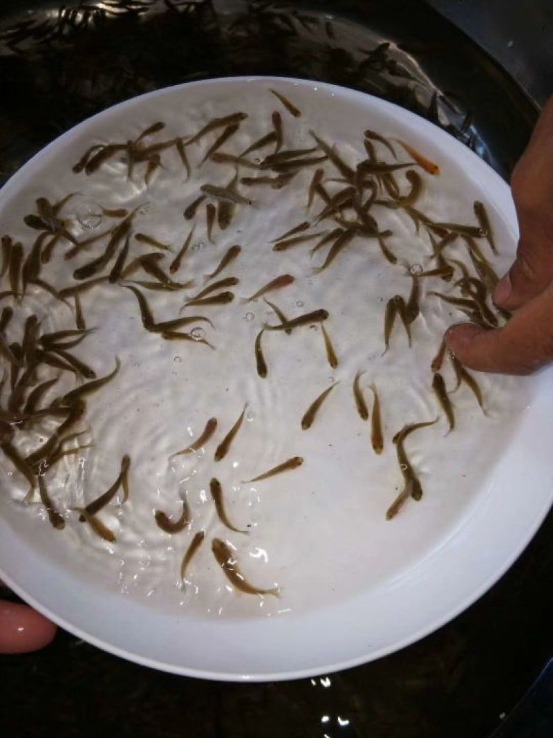丁桂鱼苗别地方叫丁岁鱼，规格寸苗。