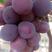 藤稔葡萄大量上市了，产地一手货源，保质保量，全国发货