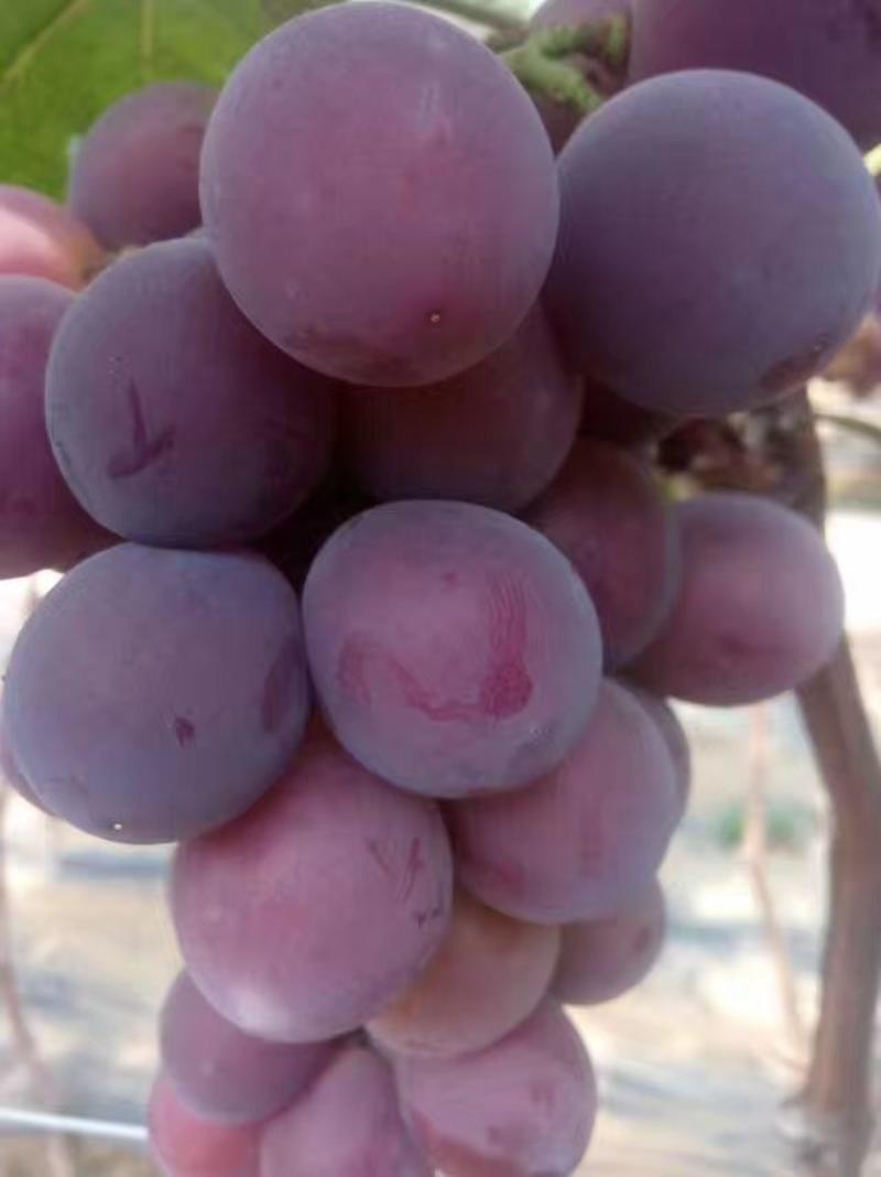 藤稔葡萄大量上市了，产地一手货源，保质保量，全国发货