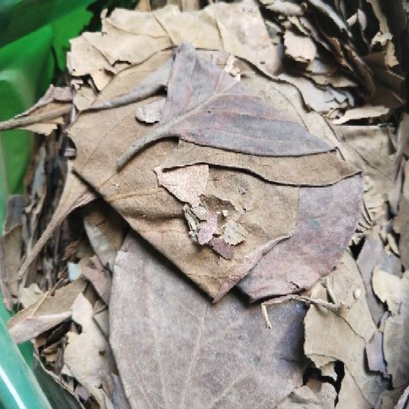柿叶霜后的
