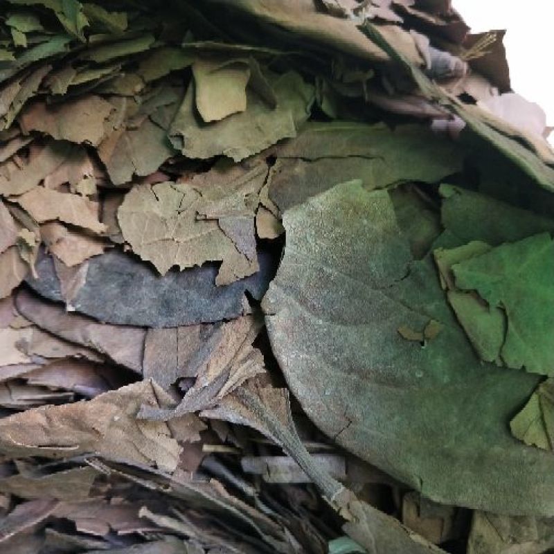 柿叶霜后的