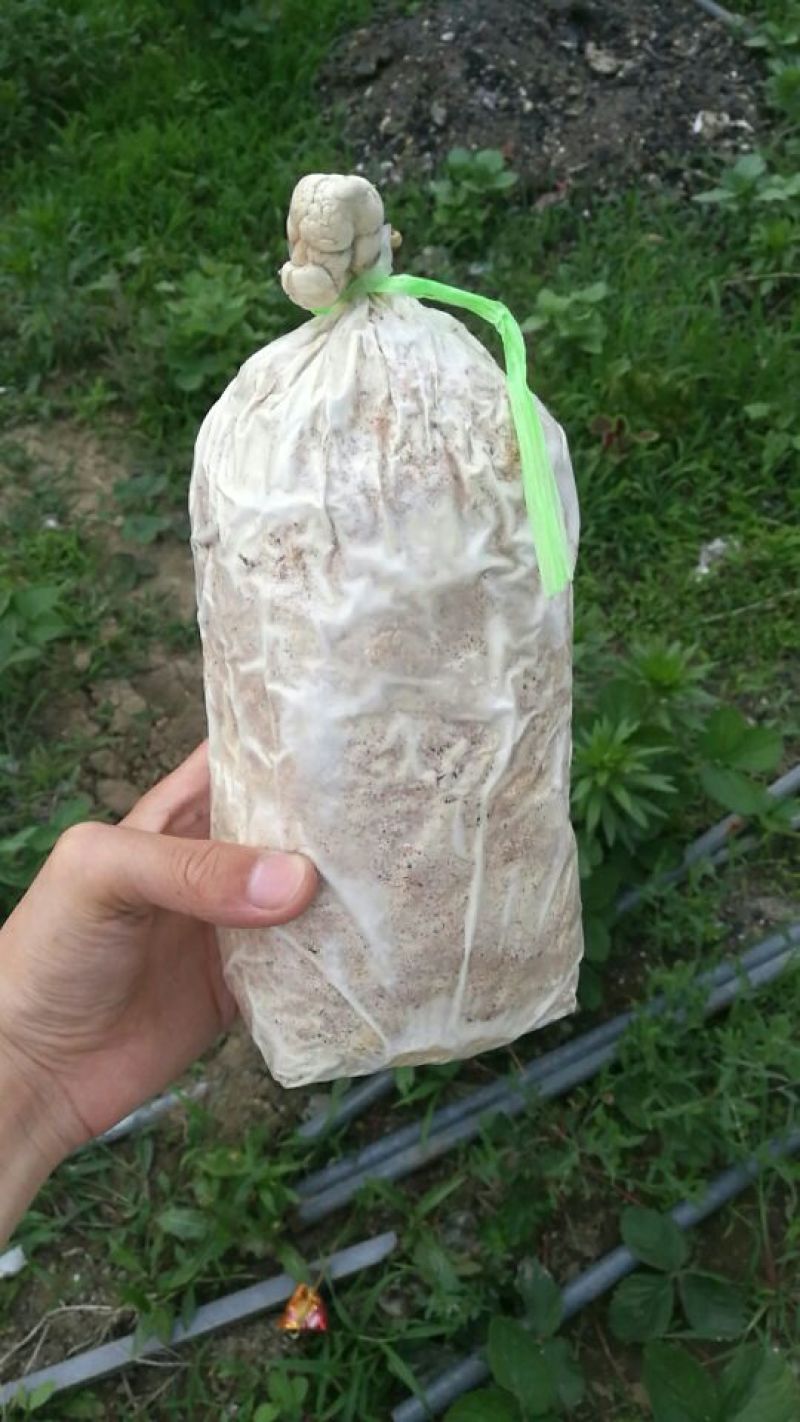 平菇蘑菇菌包菌棒批发零售菌包