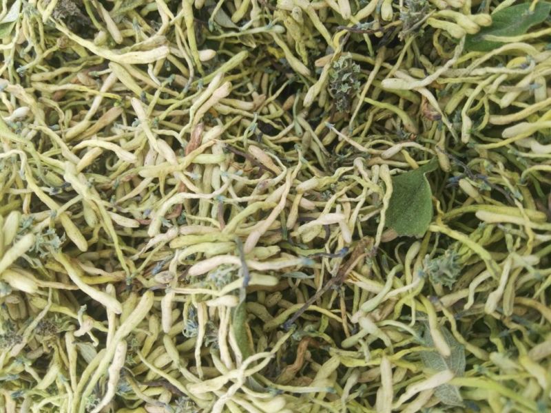 金银花