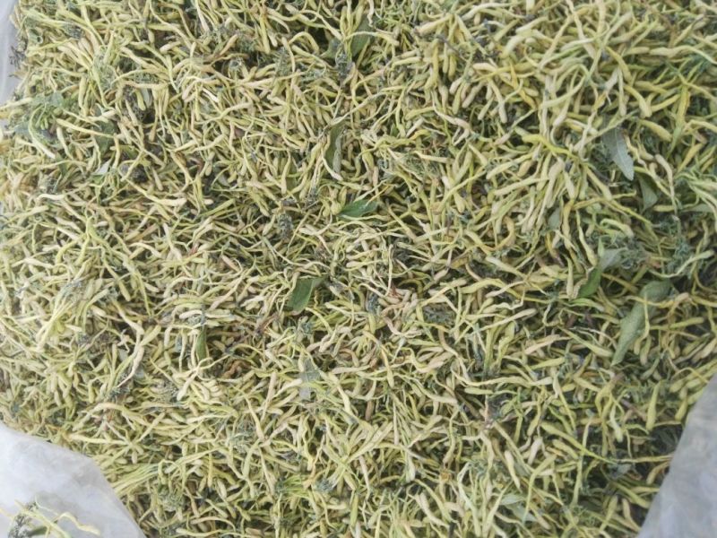 金银花