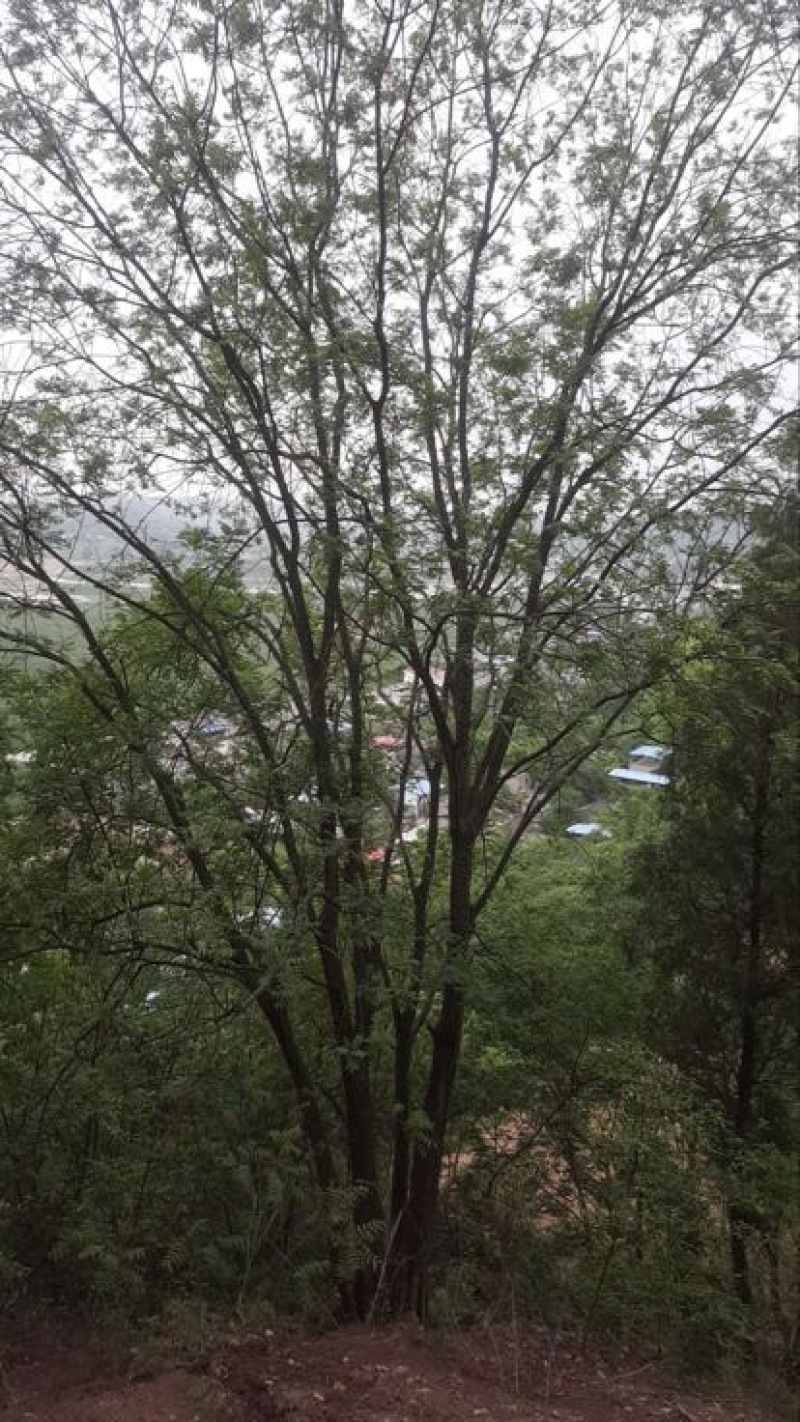黄连木丛生、单根的黄连木都有。全是精品喔！生熟货都可以