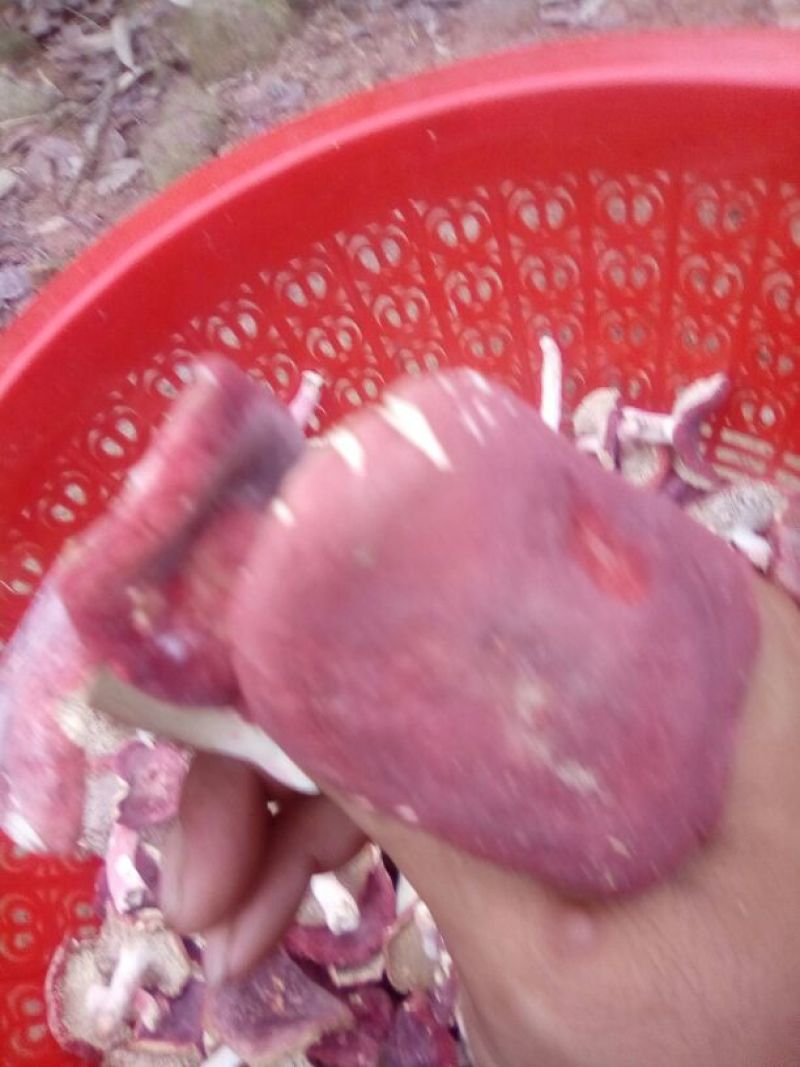 野生红菌