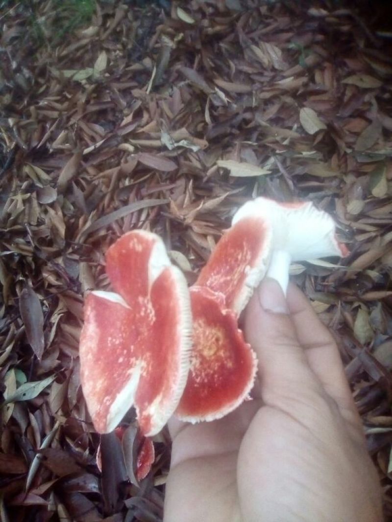 野生红菌