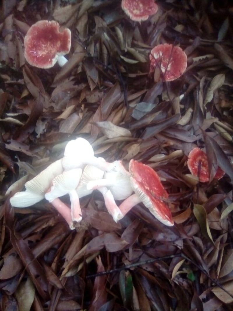 野生红菌