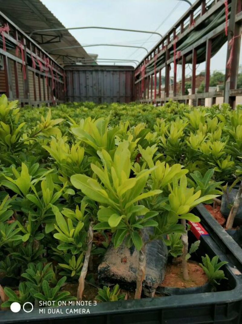 杨梅树苗东魁杨梅，挂果快，大小规格都有