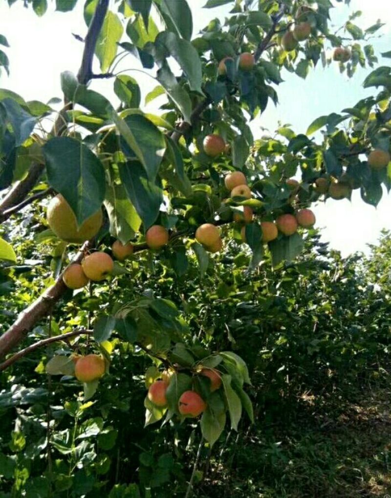 绥中南果梨主产区，光果片红，优质货源，实力代办，商超优选