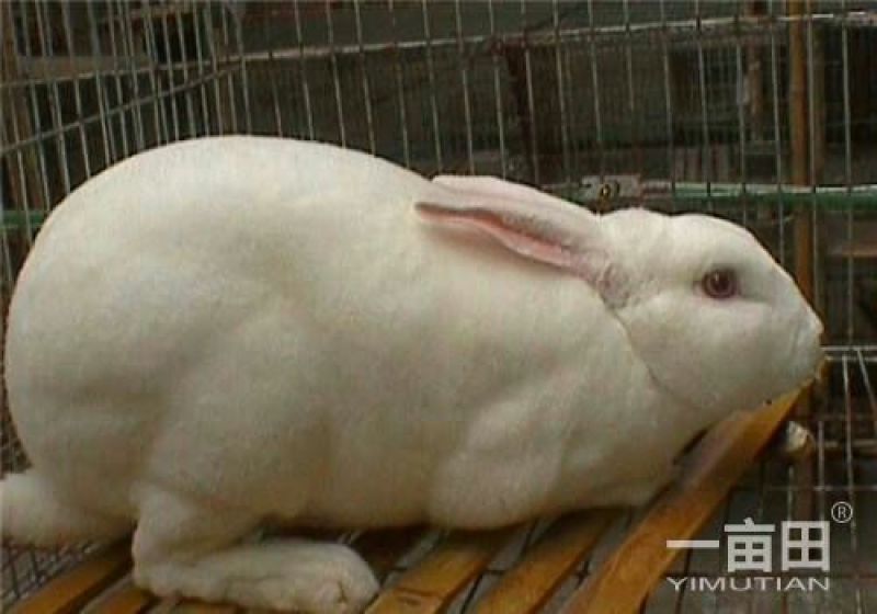 獭兔