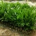 槟榔苗