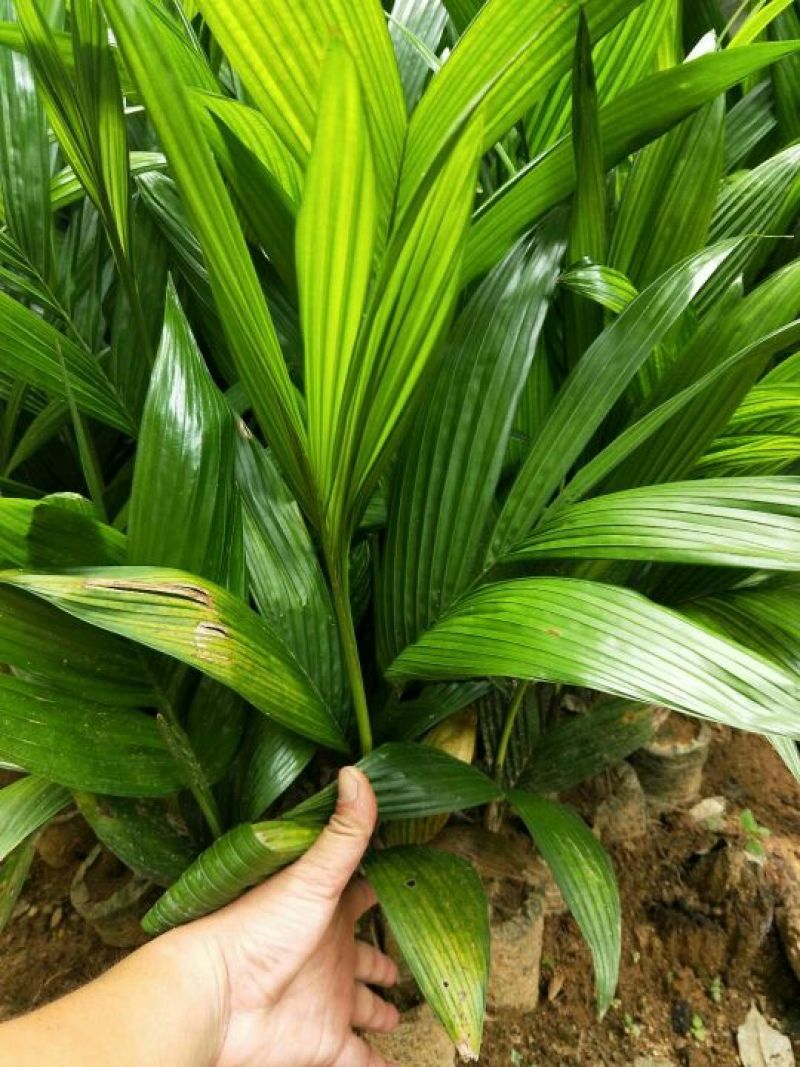 槟榔苗