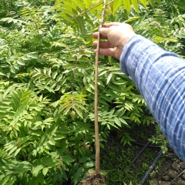 香椿苗0.5元一珠。核桃苗苗4元一珠。