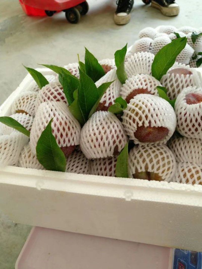 三华李特大果