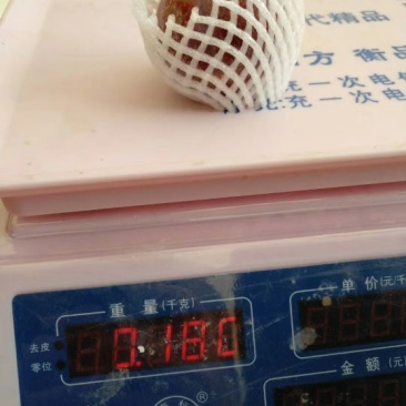 三华李特大果