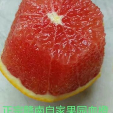 血脐橙苗