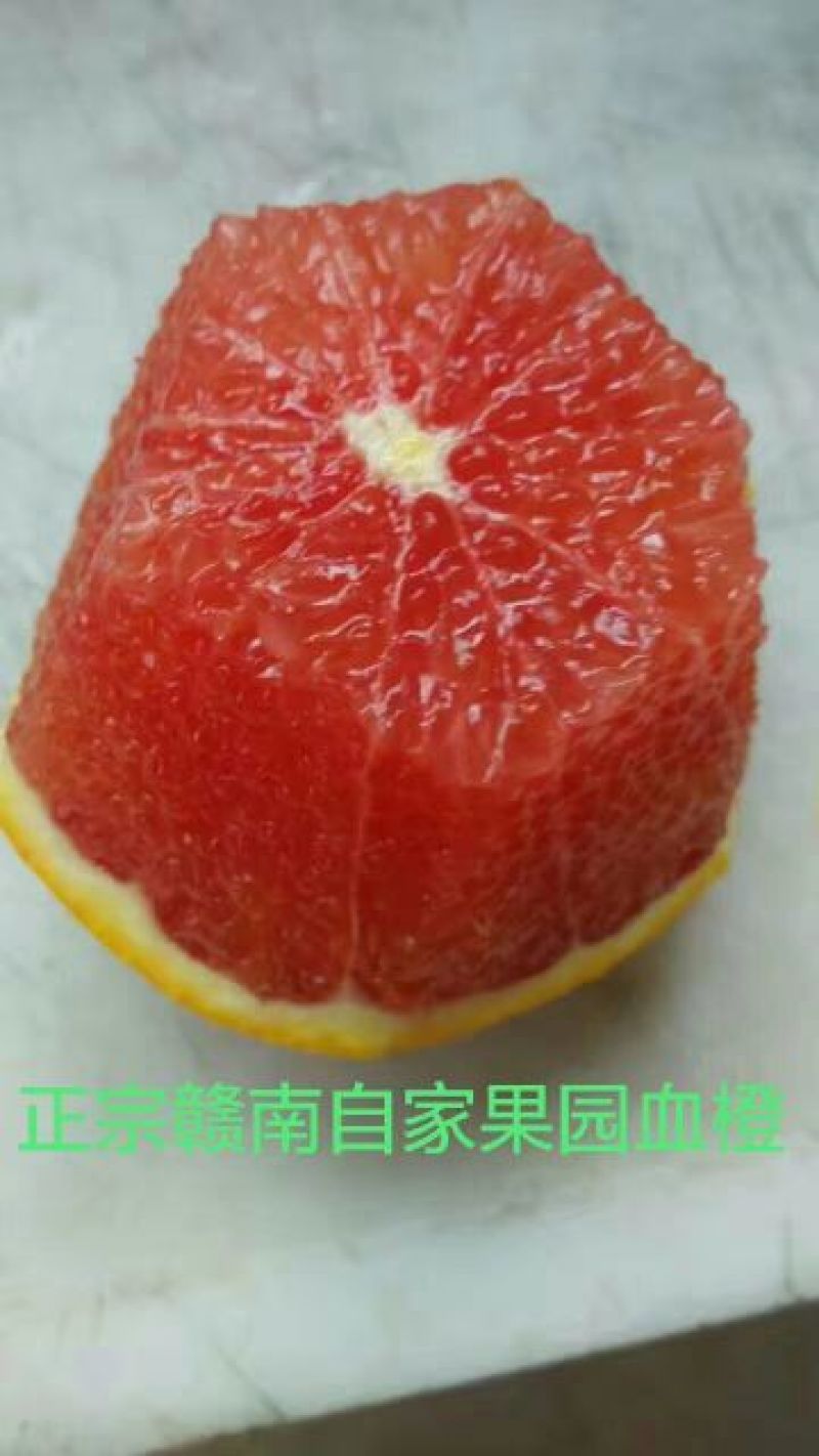 血脐橙苗