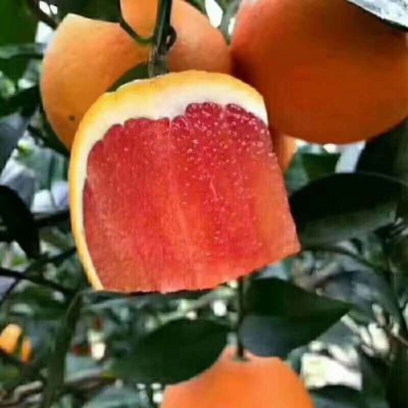 血脐橙苗