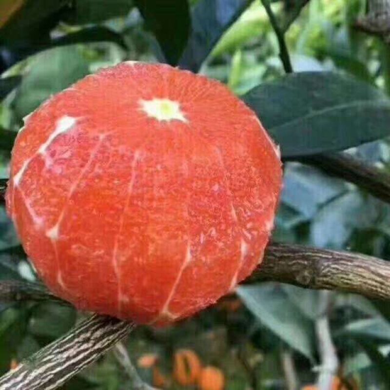 血脐橙苗