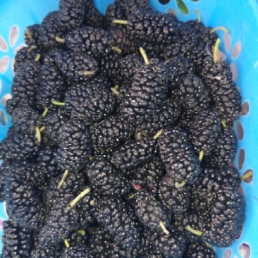 大量黑珍珠桑葚已经上市，价格美丽，