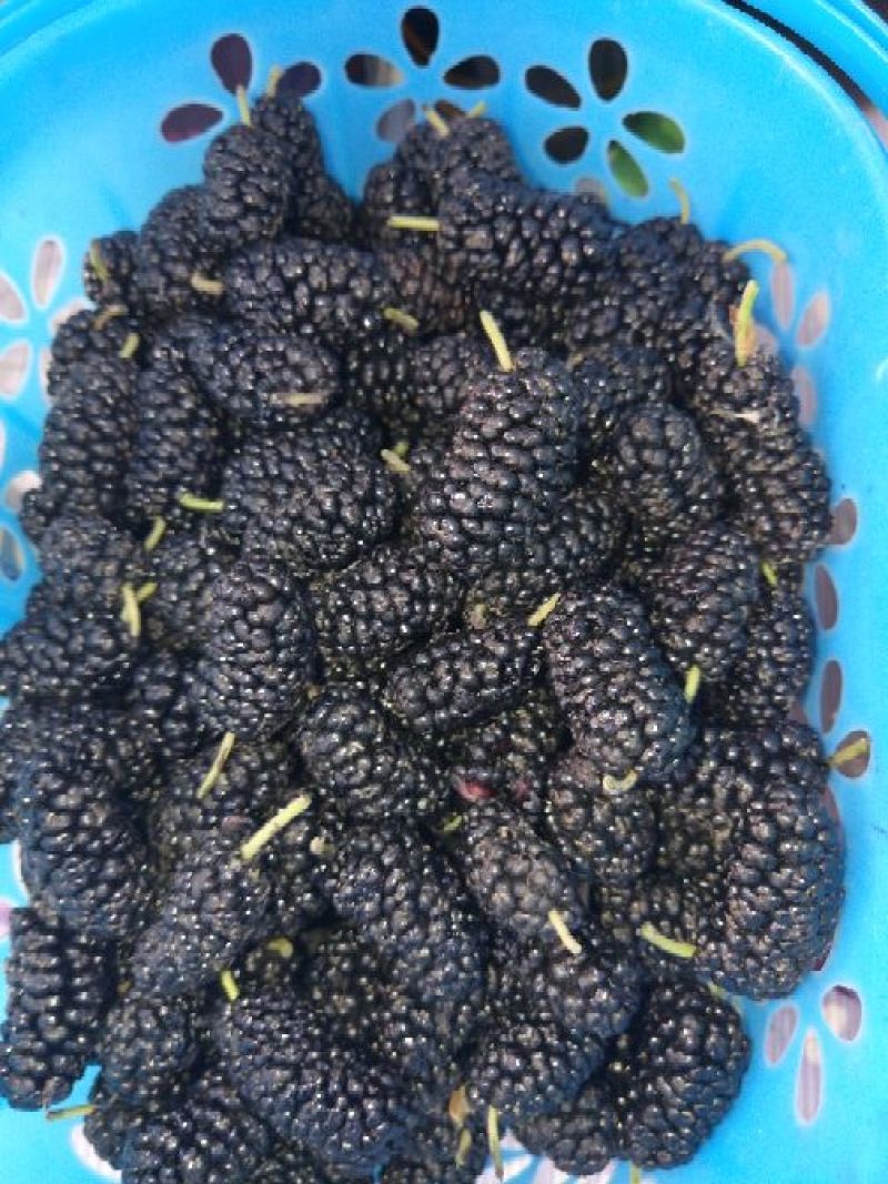 大量黑珍珠桑葚已经上市，价格美丽，