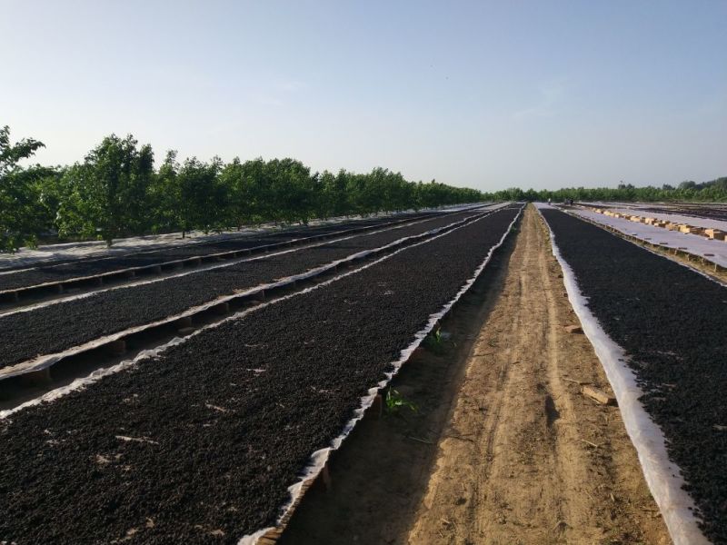 大量黑珍珠桑葚已经上市，价格美丽，