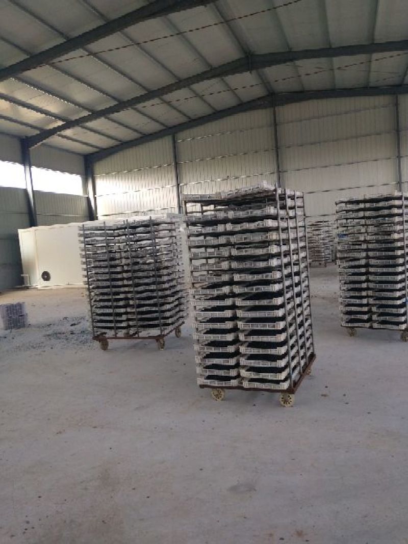 大量黑珍珠桑葚已经上市，价格美丽，