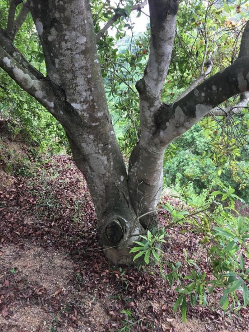 杨梅树111~140cm