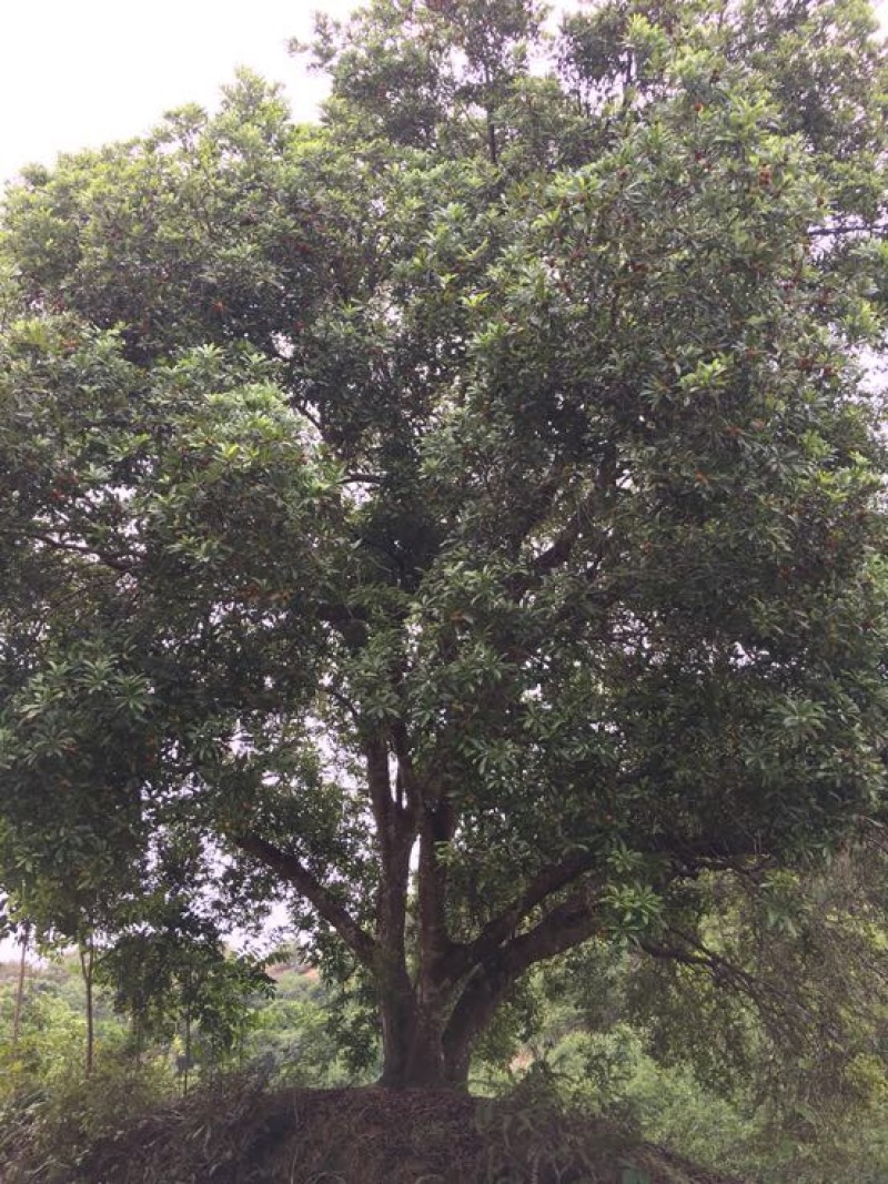 杨梅树111~140cm