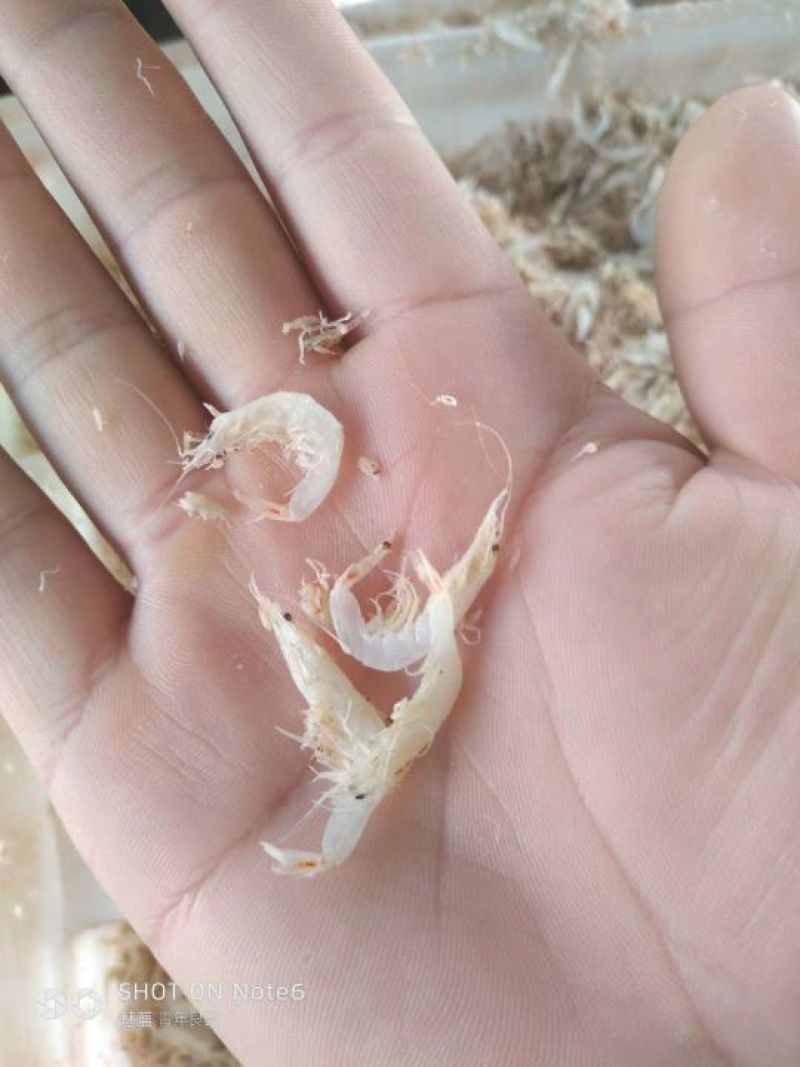 无盐虾皮，盐干虾皮，产地直销，一手货源大量现货。