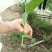 2年草果苗