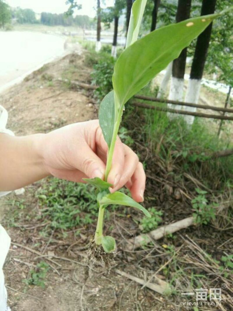 2年草果苗