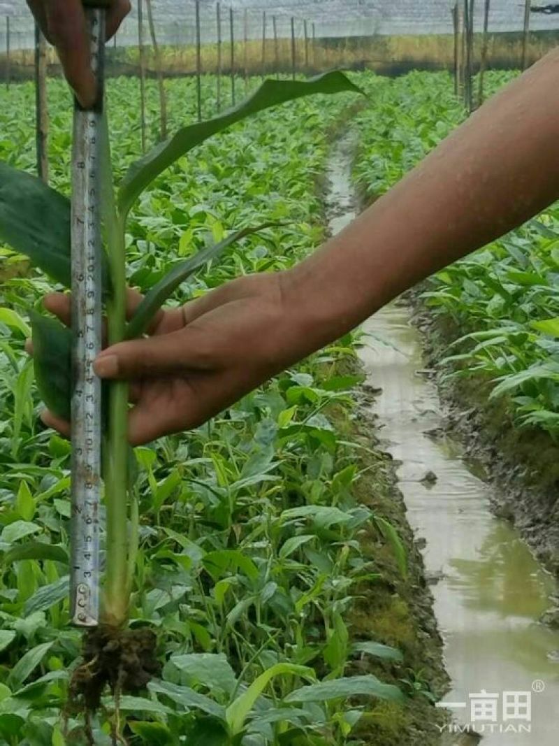 2年草果苗