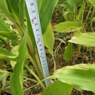 2年草果苗