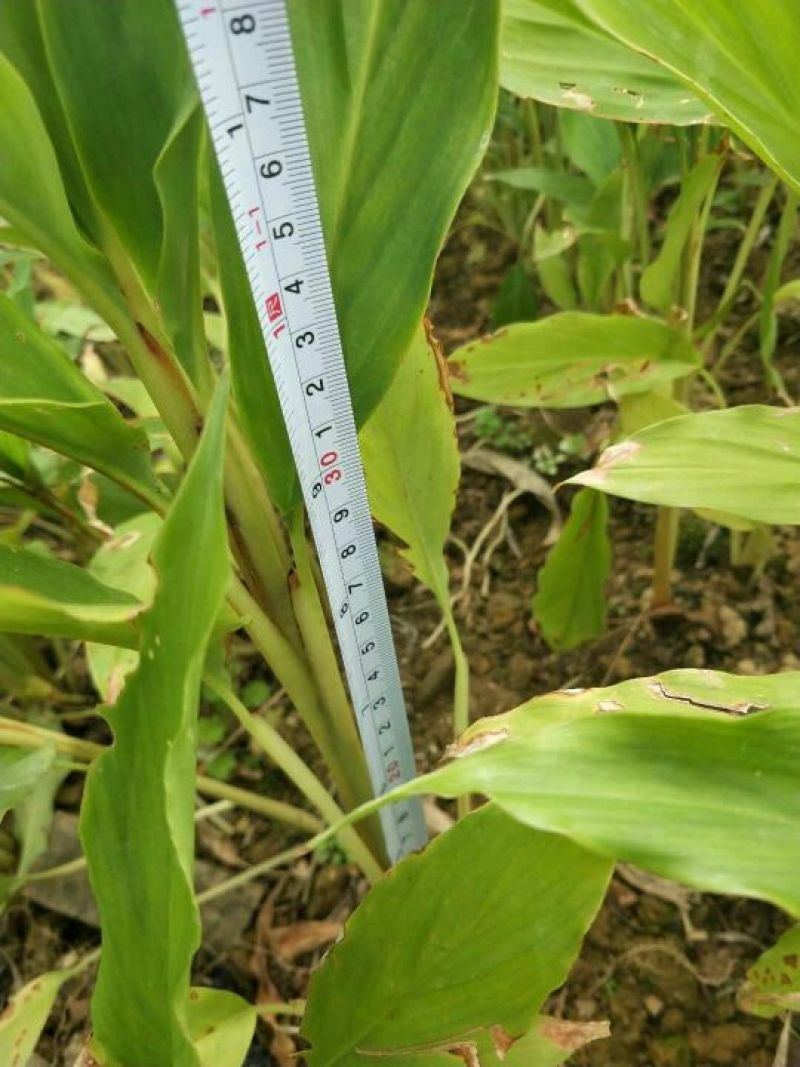 2年草果苗