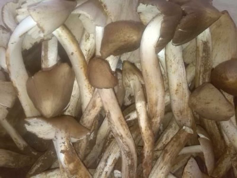 新鲜的鸡枞菌