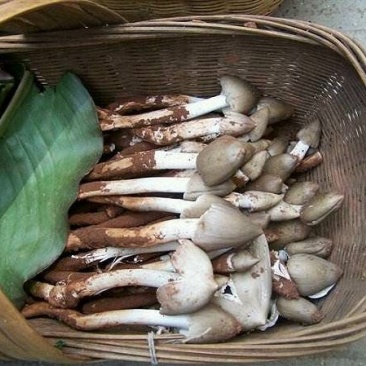 新鲜的鸡枞菌