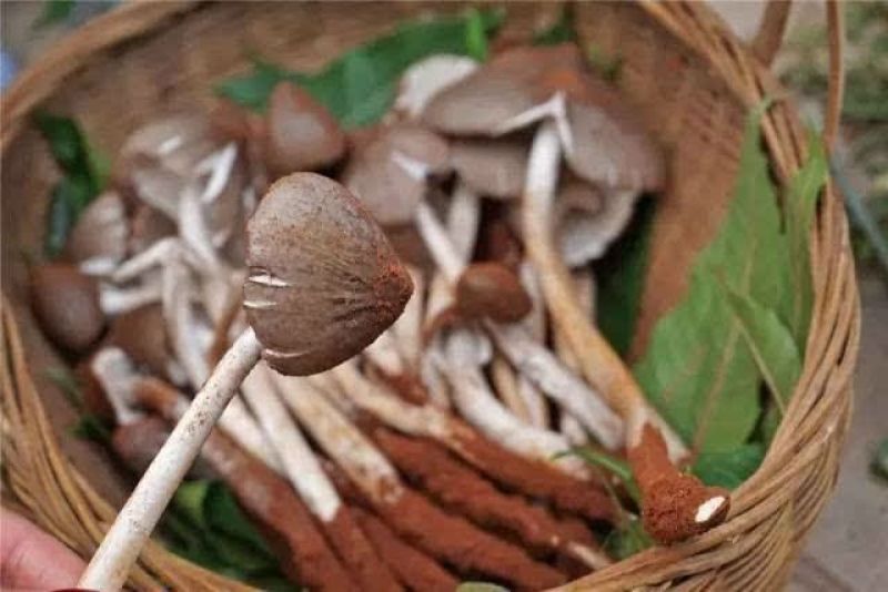新鲜的鸡枞菌