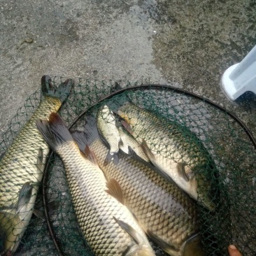 野生鲤鱼