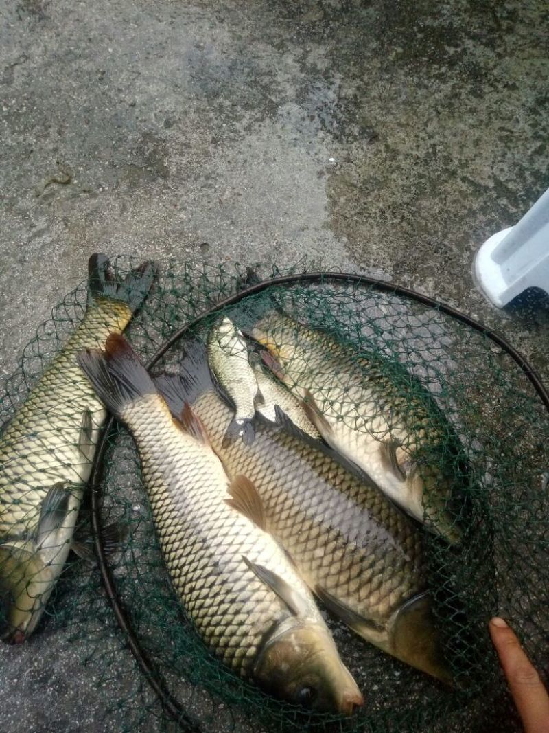 野生鲤鱼