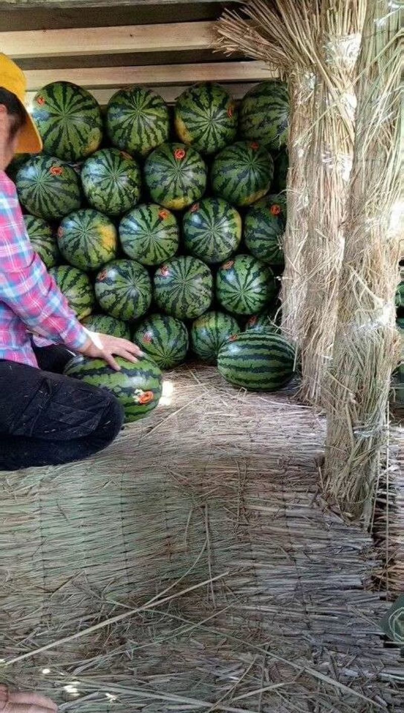 清苑西瓜保定西瓜河北西瓜，大量出货，欢迎各位老板联系