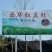 高含量红豆杉，云南红豆杉，各种规格