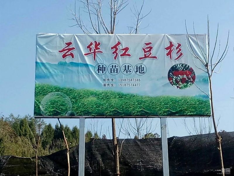 高含量红豆杉，云南红豆杉，各种规格