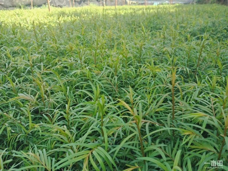 高含量红豆杉，云南红豆杉，各种规格