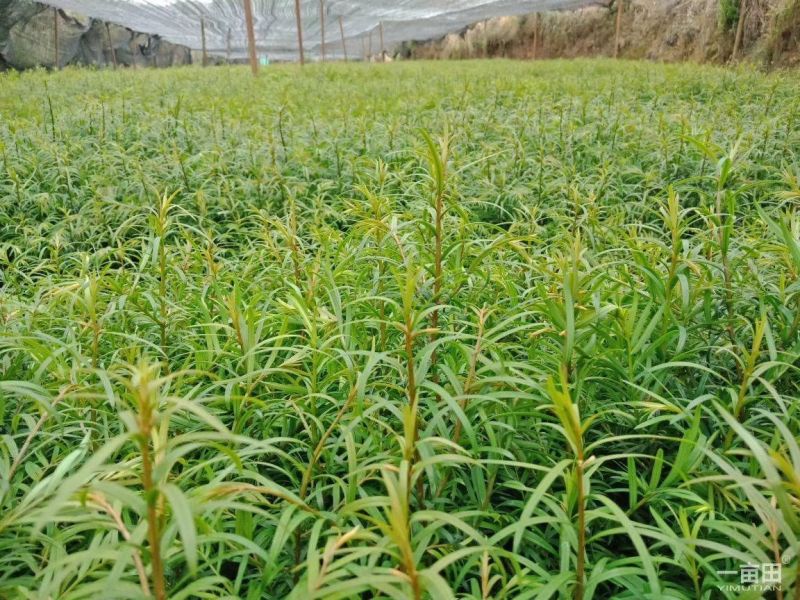 高含量红豆杉，云南红豆杉，各种规格